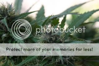 08harvest1.jpg