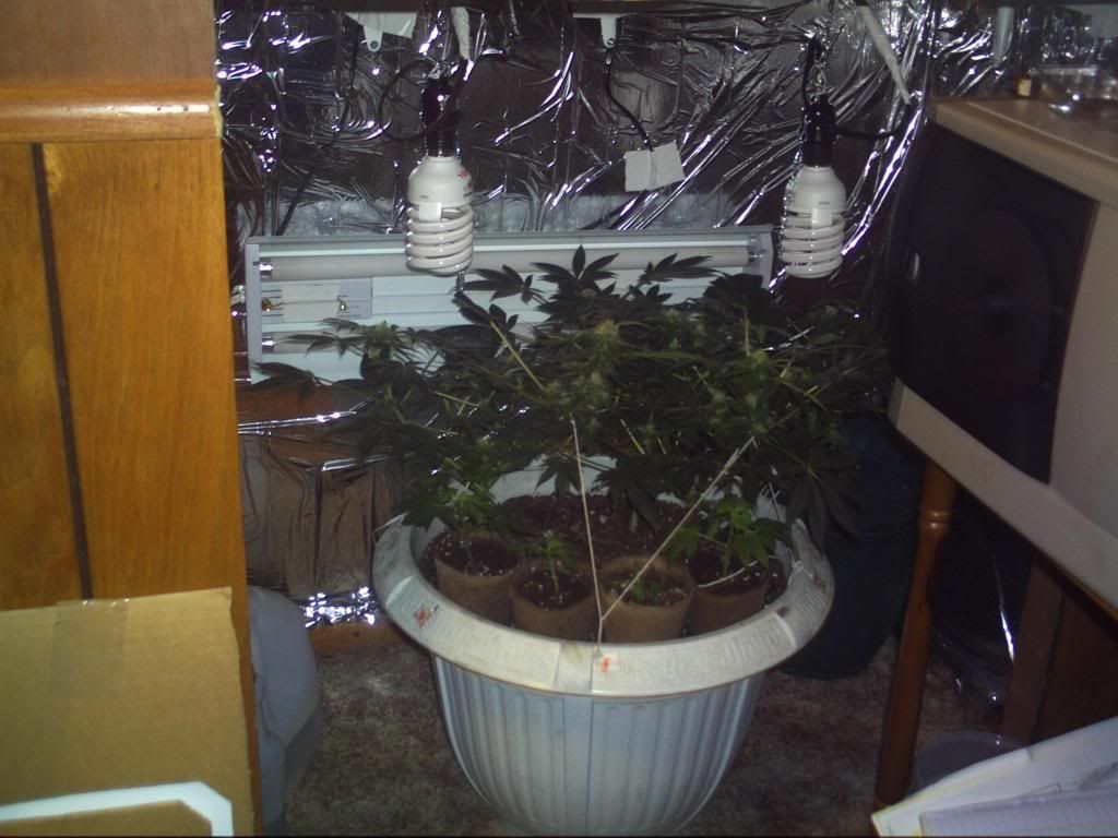 PICT0029.jpg