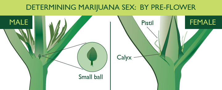 male-vs-femalecannabis-plant.png