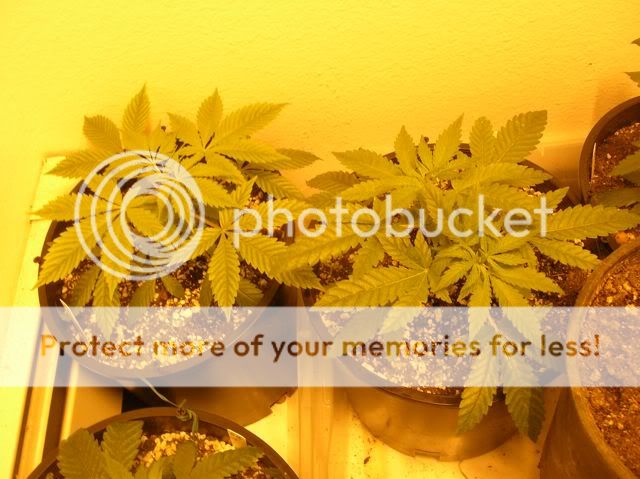 DSCN1104.jpg