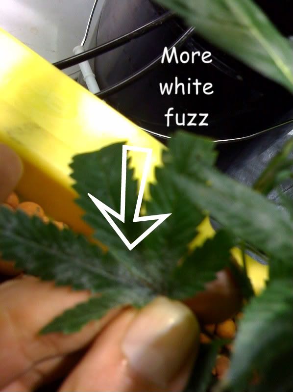 fuzz2-1.jpg