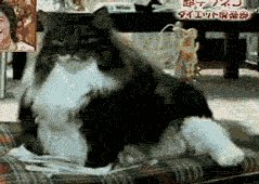 tumblr_mj4kwlahYk1qjz5q1o1_250.gif