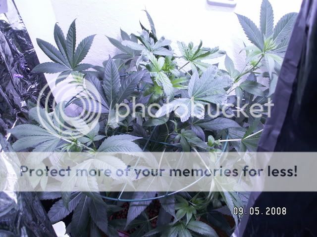PICT0339.jpg