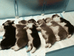 tumblr_mbx9x4vZW11rj2vpeo1_400.gif