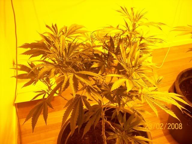 Plants048.jpg