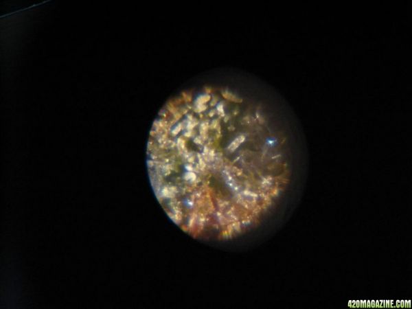 MiniMicro_TrichPics_test_008.jpg