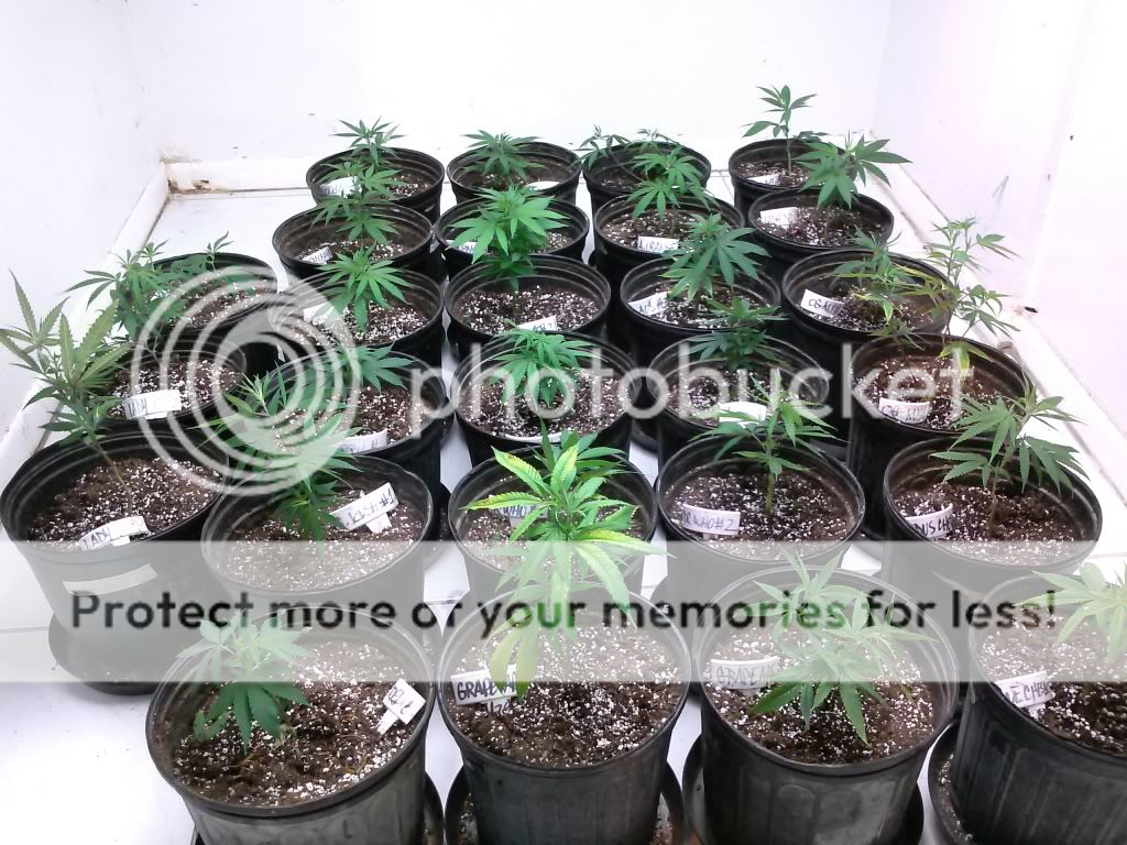 CAM00135_zpsc48cbd34.jpg