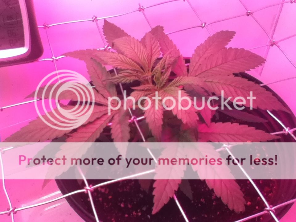 009818ce.jpg