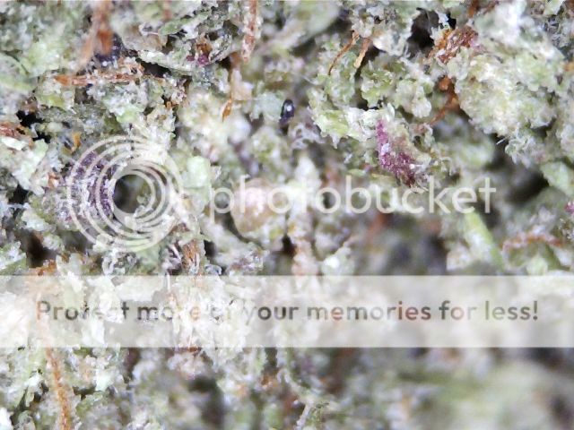 KushBlenderButane1_zps99036724.jpg