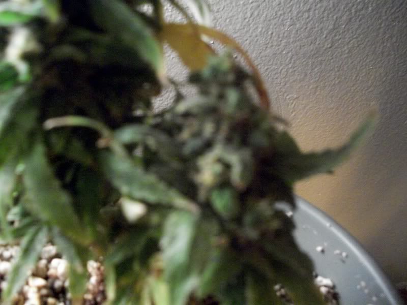 100_0962.jpg