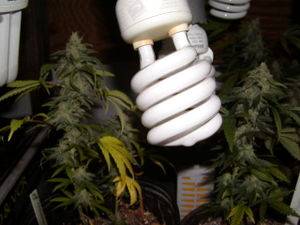 506Banana1_clone_CFL_test-thumb.JPG