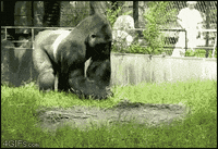 200w.gif