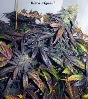 black-afghani_8935_1_.jpg