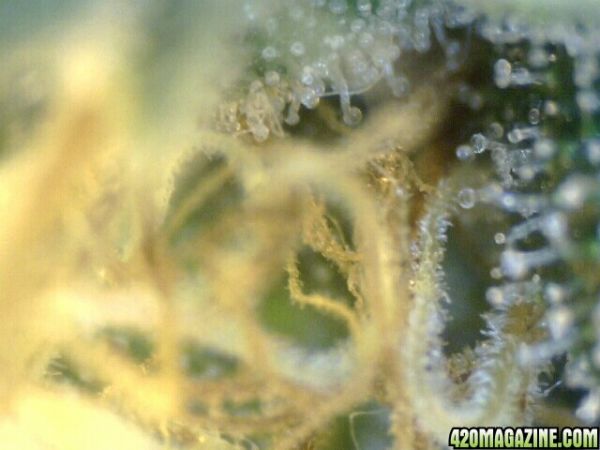 trichs_octubre147.jpg