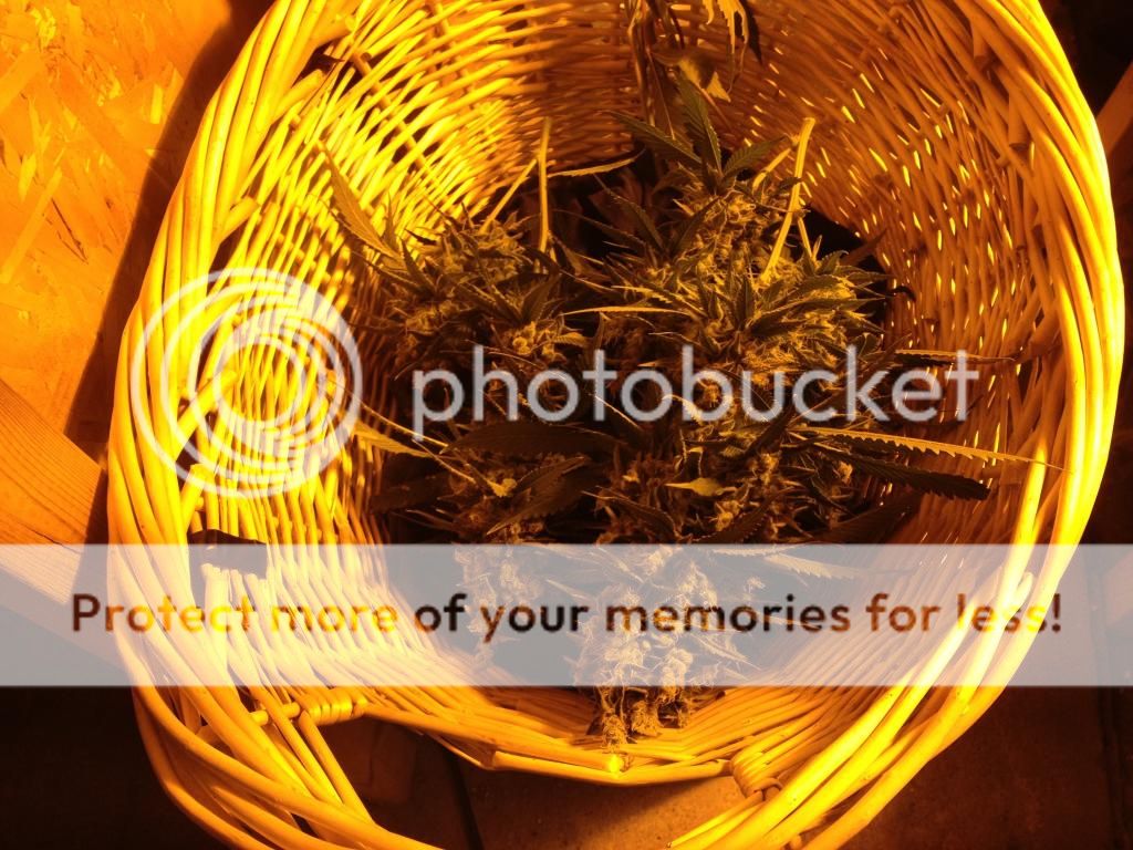 image_zps6e988b20.jpg