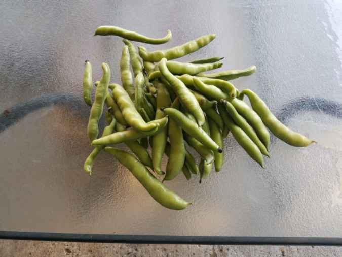 06032021fava2.jpg
