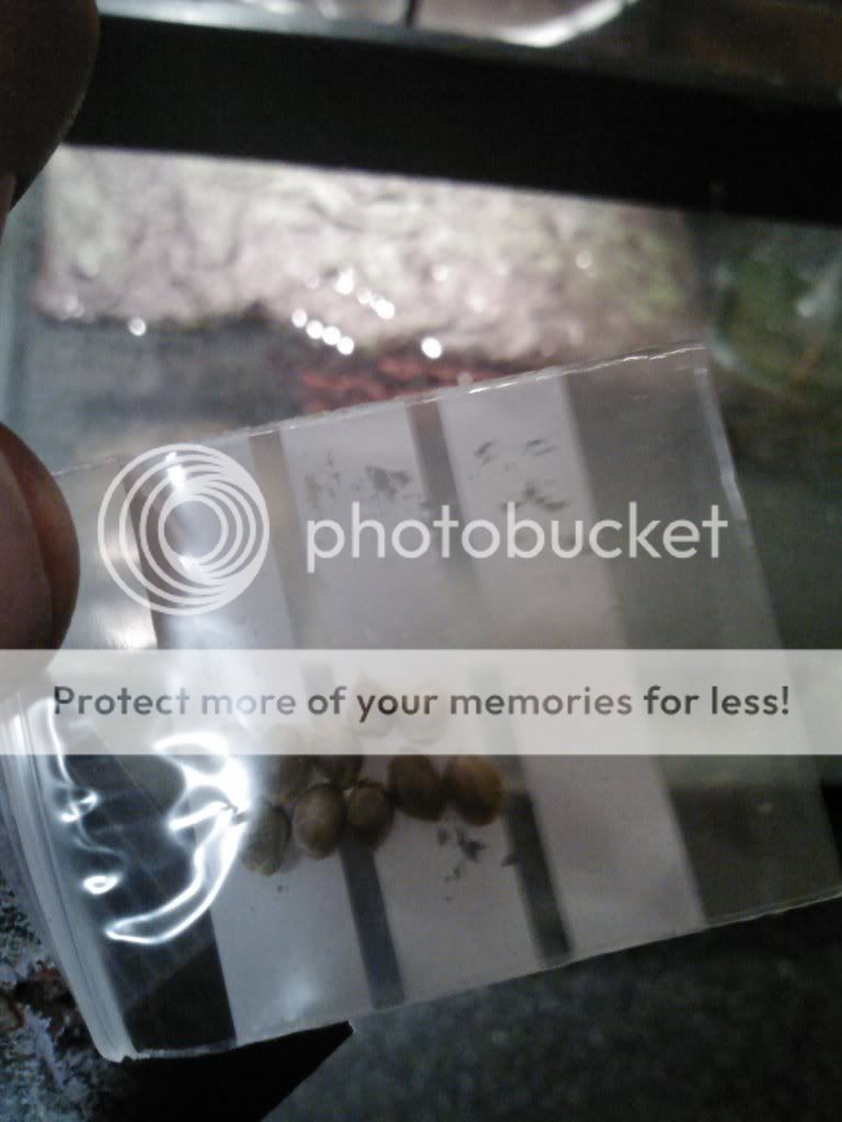 IMG022_zps1e291c0b.jpg