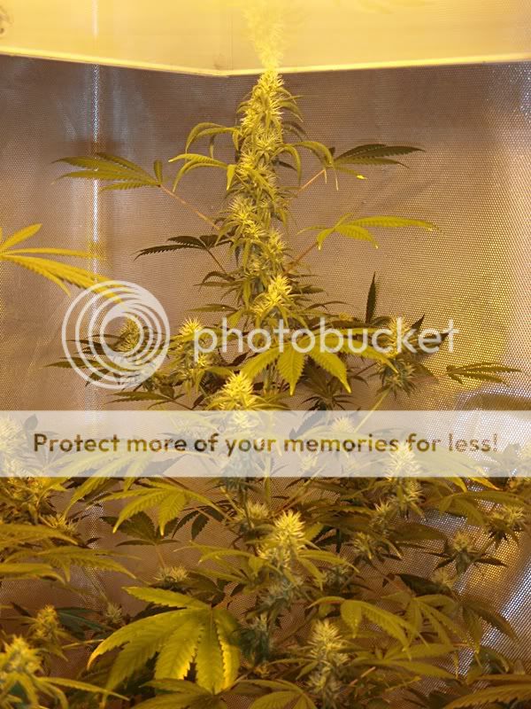 masterkushweek3.jpg