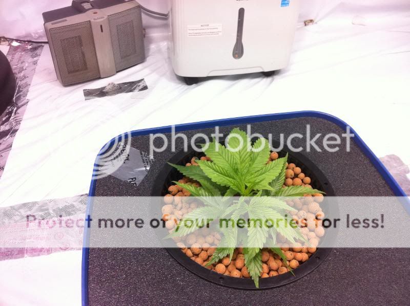 plant3good.jpg