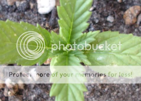 pot3.jpg