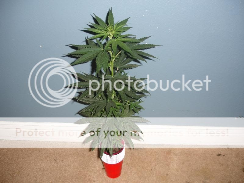 def3423434rdfaw014.jpg