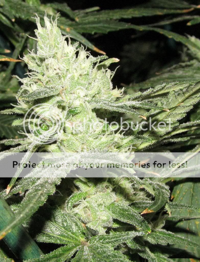 rku3c_zps0bee0524.jpg