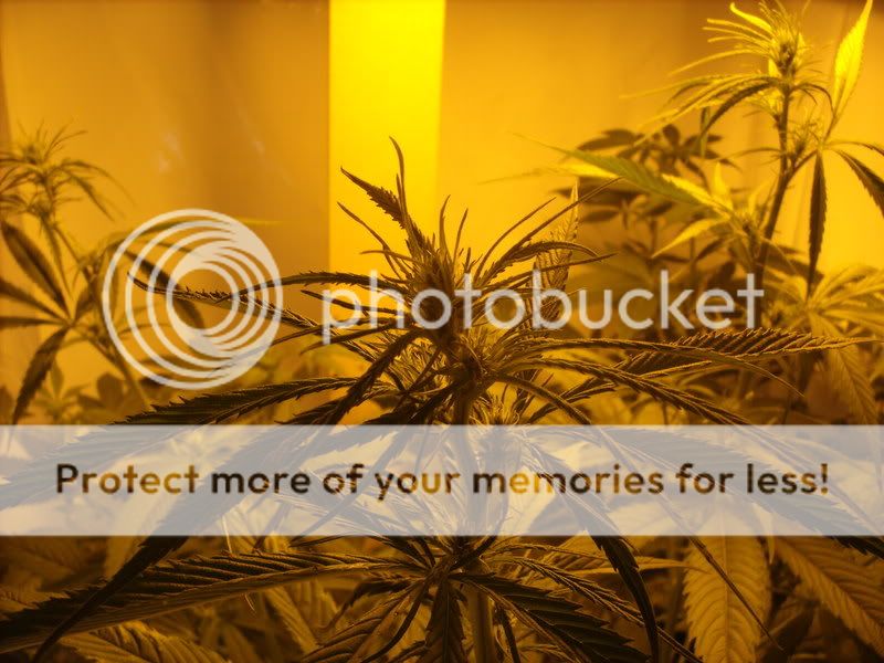plants13002.jpg