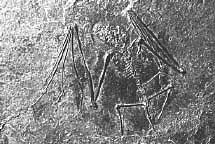 bat-fossil.jpg