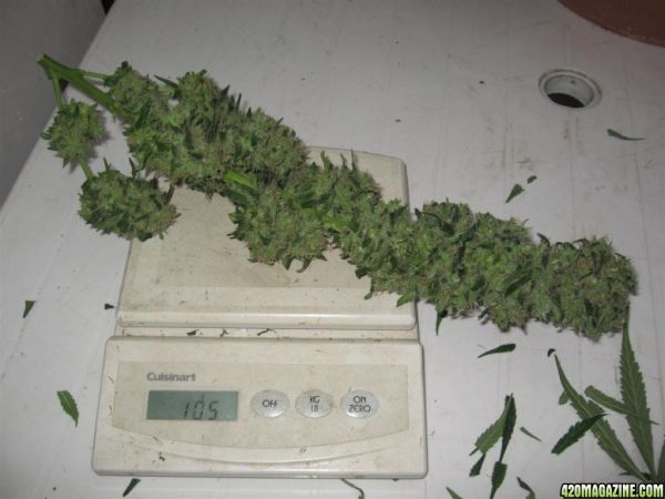 CC1_Harvest_oct25_23_.jpg