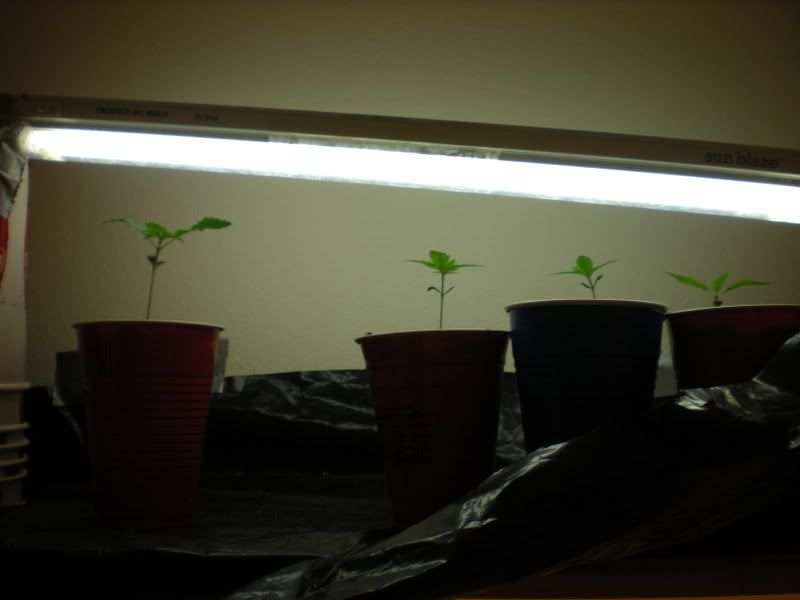 plants288-1.jpg