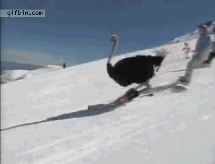gifs_08.gif