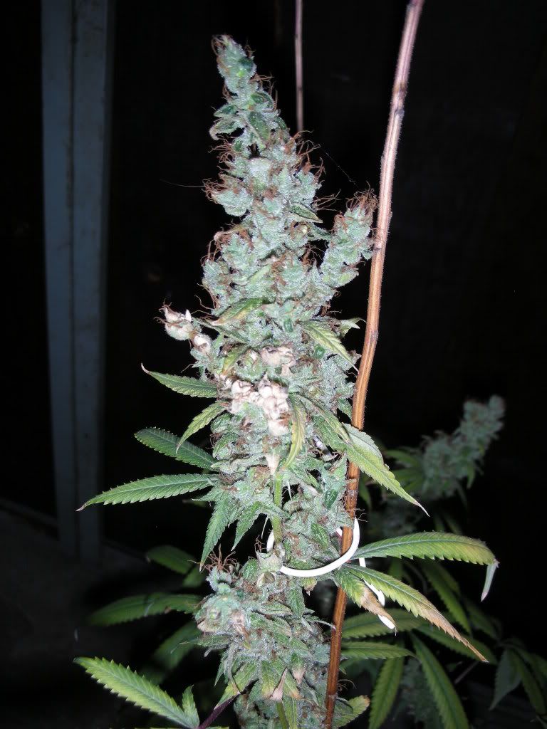 DSCN3188.jpg