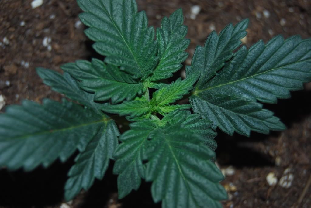 weednigga12004.jpg