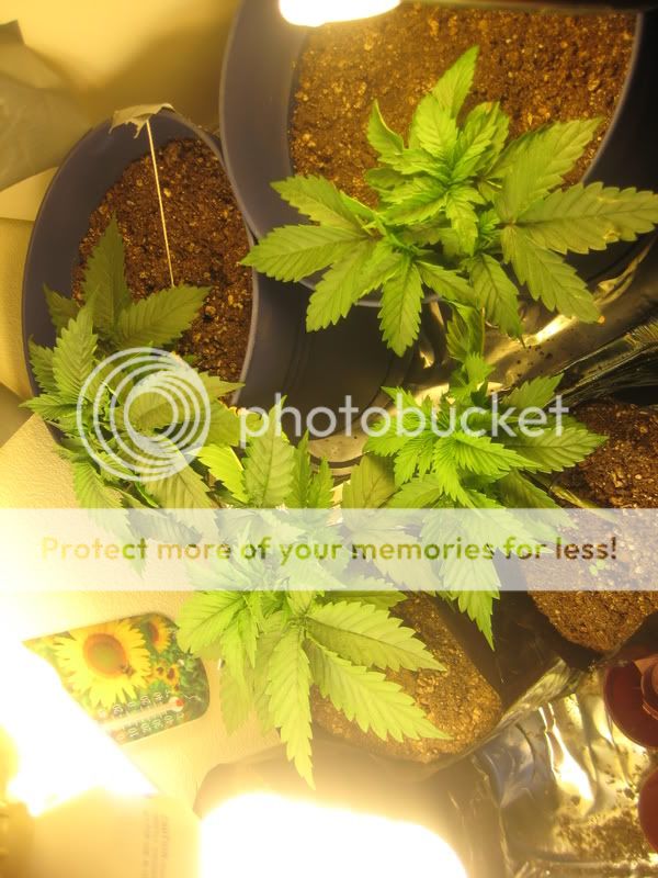 plants012.jpg