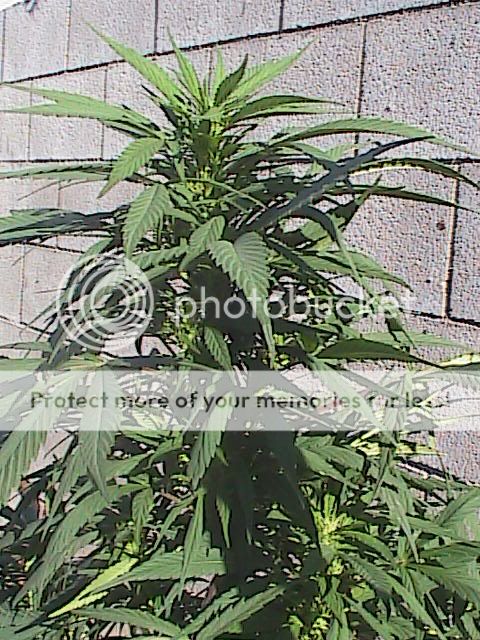 Copyof7-15-09010.jpg