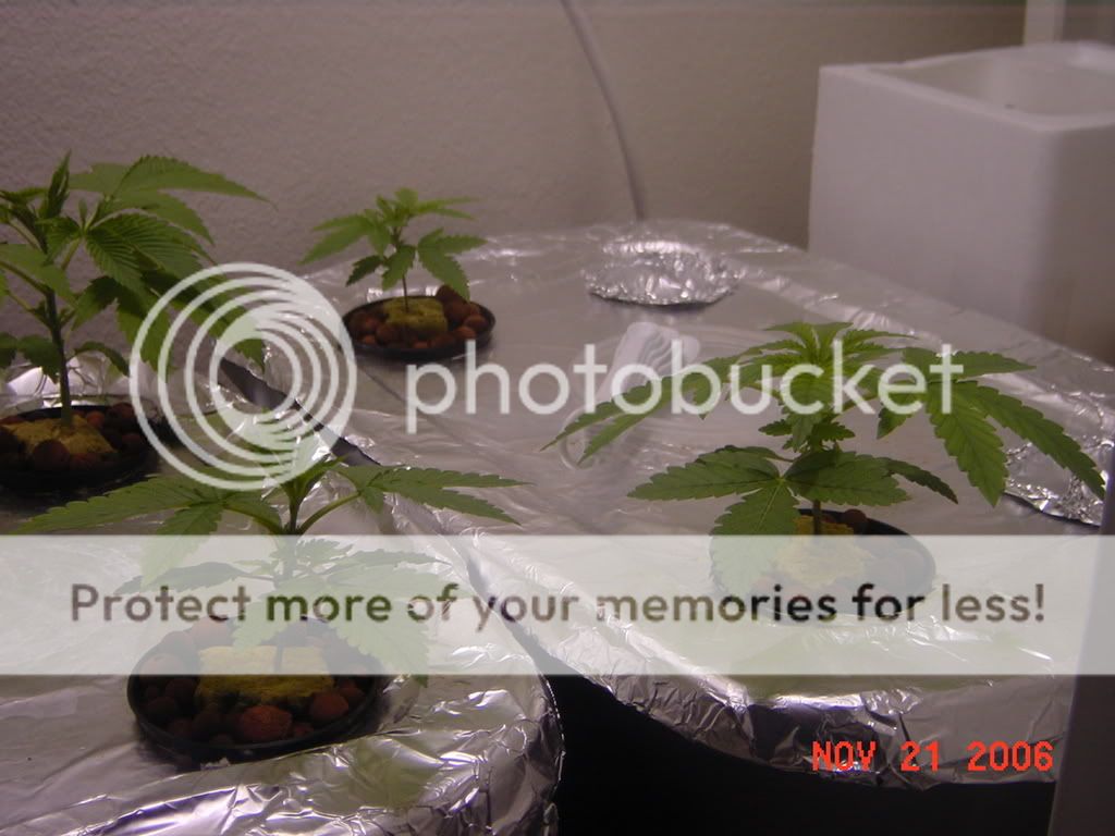 DSC02077.jpg