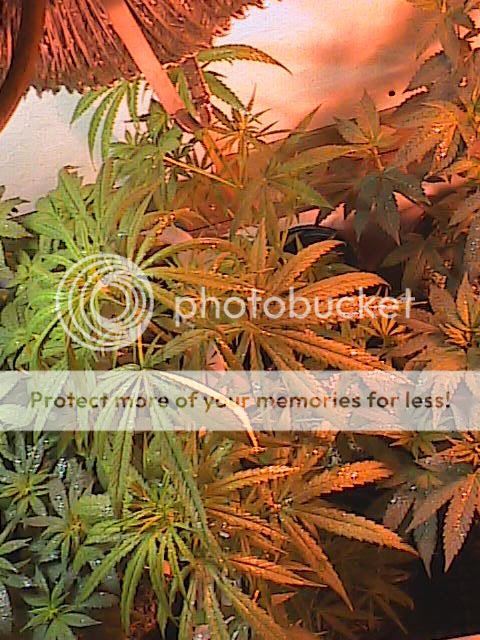 4-2009grow022.jpg