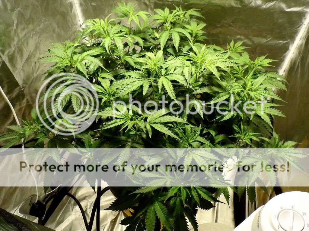 SAM_6745.jpg