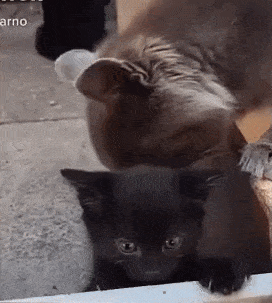 1677763290_12.gif