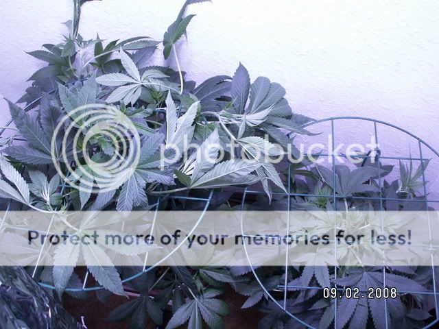 PICT0220.jpg