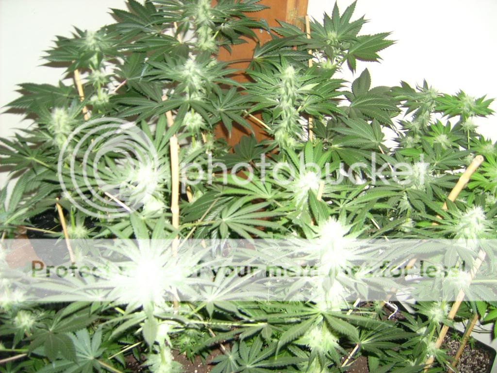 004_zps3cbc1d57.jpg