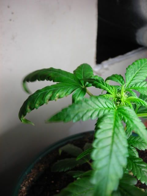 DSCN2194.jpg