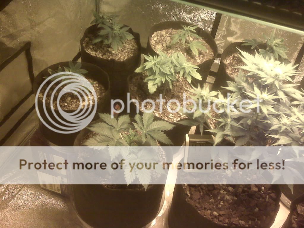 IMG00365.jpg