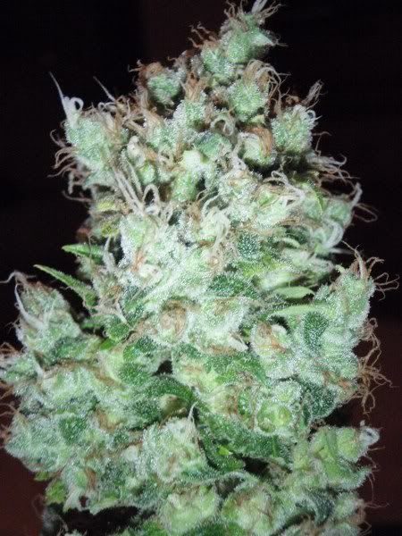 mk1harvest15_576x768_450x600-1.jpg