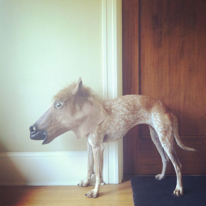 animal_inception_07.jpg