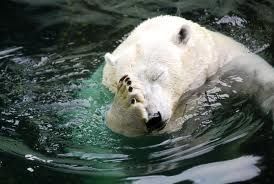 bearfacepaw_zpsfc9a49cf.jpg