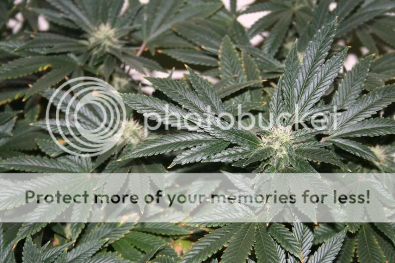 Day44Flowering007.jpg