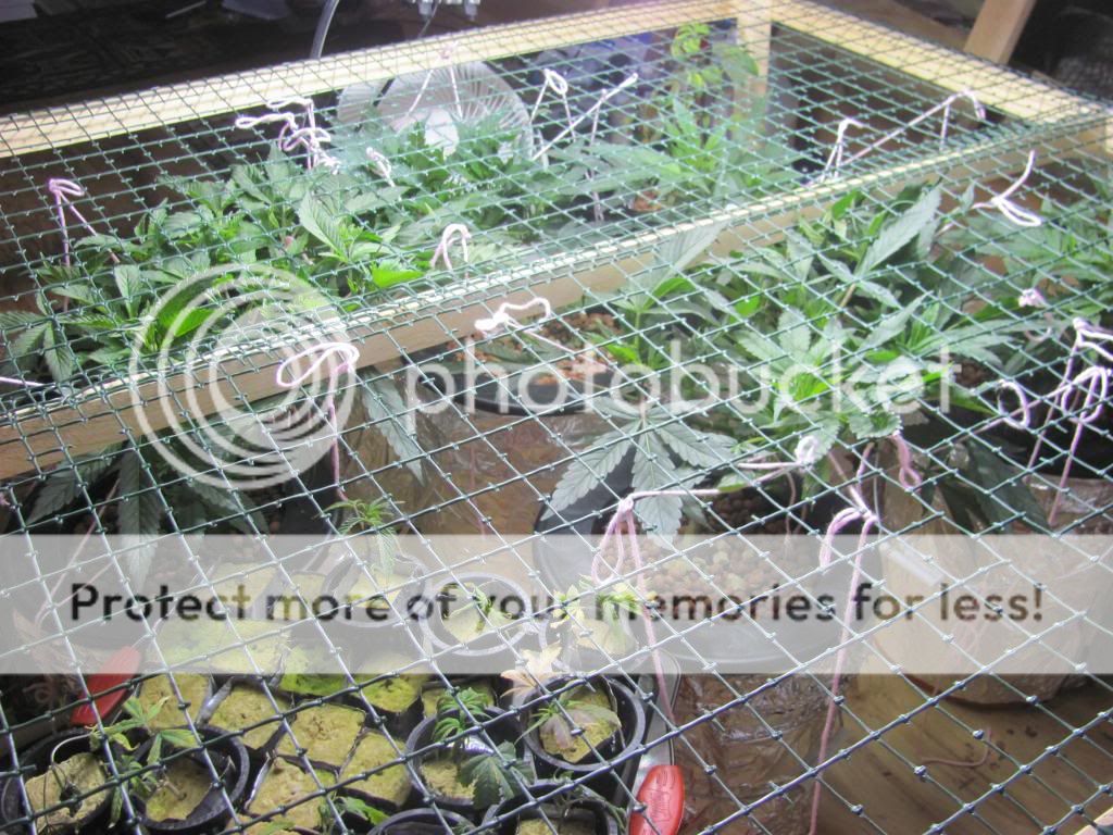 IMG_2911_zps3db0691d.jpg