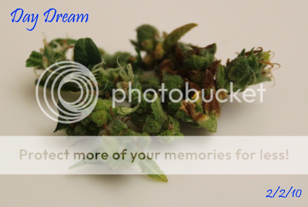 DayDream.jpg
