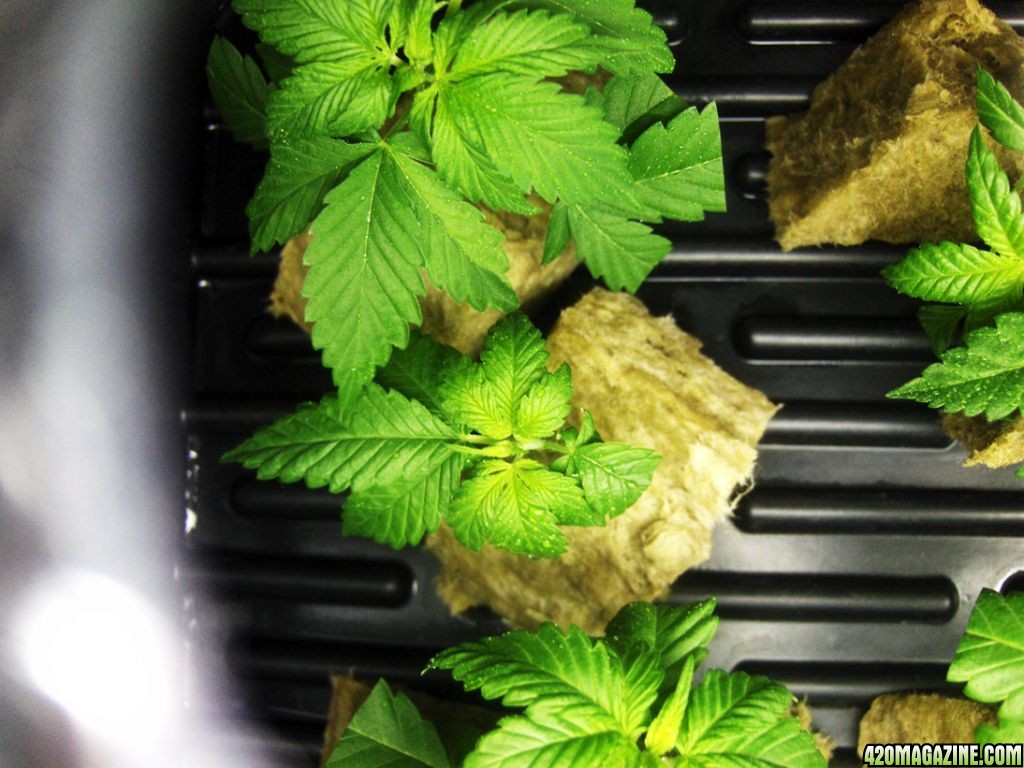 clones210.jpg